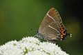 Satyrium w-alb&hellip;