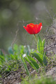 Tulipan sa sme&hellip;