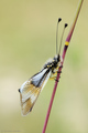 Libelloides la&hellip;