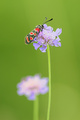 (Zygaena carni&hellip;