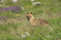 Čagalj (Canis &hellip;