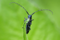 Agapanthia int&hellip;