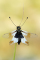 Libelloides la&hellip;