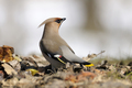 Kugara (Bombyc&hellip;
