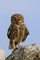 Sivi ćuk (Athe&hellip;