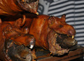 Guinea pigs - &hellip;