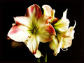 Amarilis iz dr&hellip;