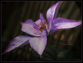 Clematis prpoš&hellip;