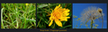 Kozja brada - &hellip;