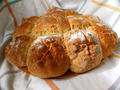 Kruhac domaći &hellip;