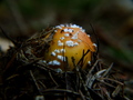 Muharica mala &hellip;