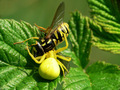 Smrtonosan zag&hellip;