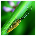 Prugastorogi b&hellip;
