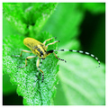 Prugastorogi b&hellip;