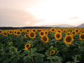 Suncokreti u A&hellip;