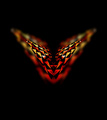 Fire fly