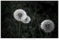 Blowballs 