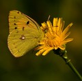 osmica, a nije&hellip;