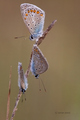 Polyommatus ic&hellip;