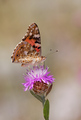 Vanessa cardui&hellip;
