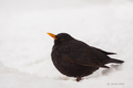 kos (Turdus me&hellip;