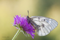 Parnassius mne&hellip;