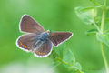 Aricia agestis&hellip;