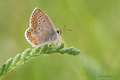 Aricia agestis&hellip;