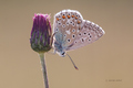 Polyommatus ic&hellip;