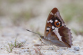 Apatura iris (&hellip;