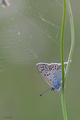 Lycaena tityru&hellip;
