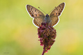 Lycaena tityru&hellip;