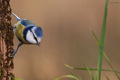 Parus caeruleu&hellip;