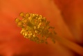 hibiskus (drug&hellip;