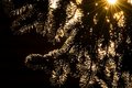 sunca na prozo&hellip;