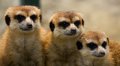 ekipica iz zoo&hellip;