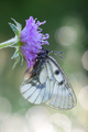 apolon... i to&hellip;