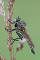 pokisli robber&hellip;