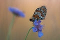 Melitaea didym&hellip;
