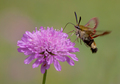 Hemaris fucifo&hellip;