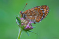 Eurodryas auri&hellip;