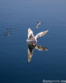 Galeb reflecti&hellip;