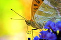 Colors of natu&hellip;