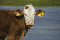 Portret iz Lon&hellip;