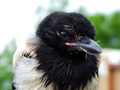 blackbird juni&hellip;