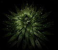amarilis by ni&hellip;