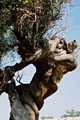 Figurae natura&hellip;