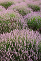 Lavandula Hvar&hellip;