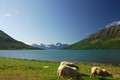 Ovce...fjord..&hellip;