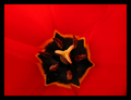 Tulipanove gen&hellip;